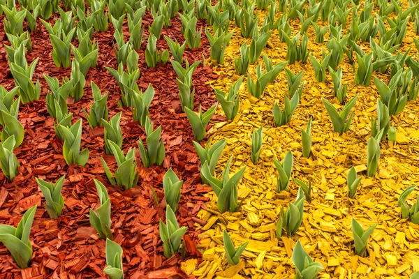 Green leaves of tulips emerged from the ground  in early spring.  The ground is covered with colored filings to retain moisture and for decoration.