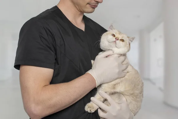 일하는 제복을 수의사가 고양이를 사진입니다 동물을 돌보는 — 스톡 사진