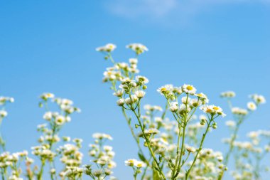 Açık bir yaz gününde mavi gökyüzüne karşı papatya tarlası.