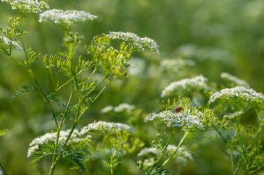 Açık bir yaz gününde kır çiçeğindeki uğur böceği
