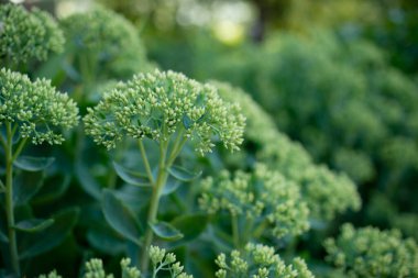  Yazın çayır yeşili çiçekler, manzarayı kapat  
