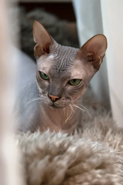 Skott Don Sphynx Kattunge Liggande Päls Matta — Stockfoto