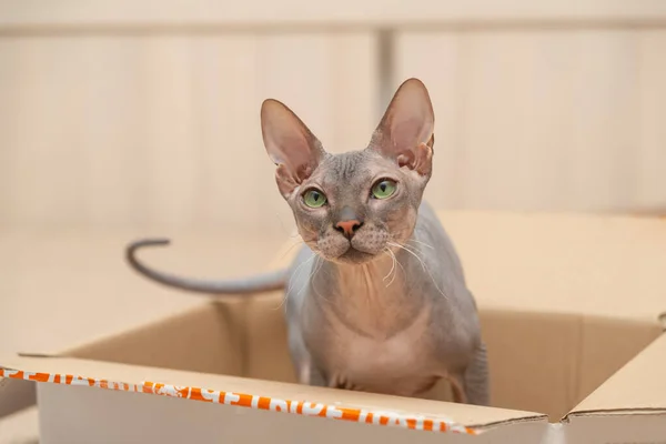 Shot Don Sphynx Kitten Sitting Box Looking Aside — Stock Photo, Image