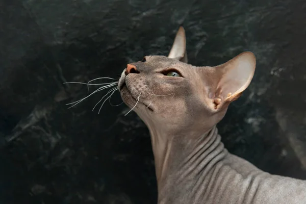 Närbild Profil Porträtt Sphinx Kattunge Mot Mörk Bakgrund — Stockfoto