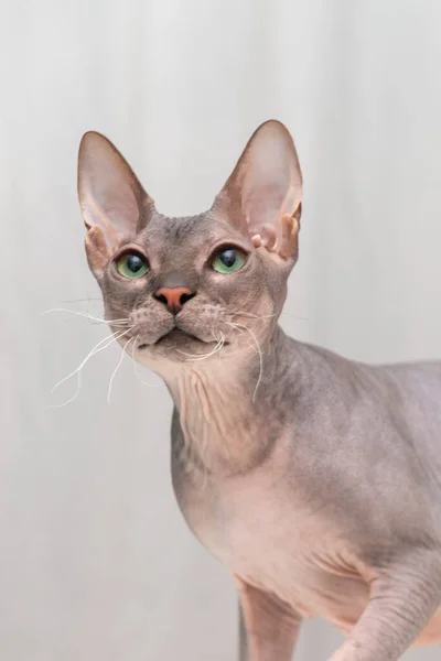 Waist Portrait Domestic Cat Sphinx Green Years — Stock Photo, Image