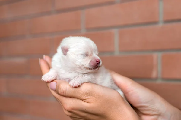 Close Portrait Newborn Spitz Puppy Lying Female Palms Red Brick — Stock Photo, Image