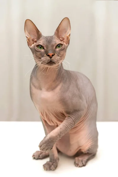 Full Length Portrait Domestic Cat Sphinx Green Years — Stock Photo, Image