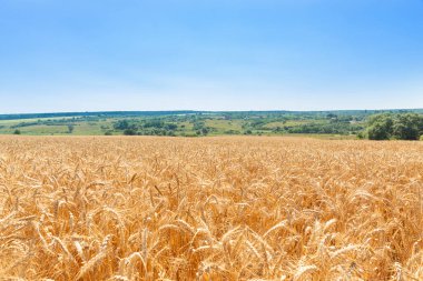 Çayırların, ormanların ve mavi gökyüzünün arka planında buğday tarlası. Güzel kırsal alan