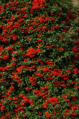  Evin duvarında kırmızı böğürtlen olan kırmızı sütun pirakanta çalısı. Kentsel yeşillendirme, çevre koruma