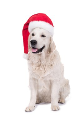 köpek Noel Baba'nın şapkalı