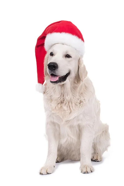 Cão em boné de Papai Noel — Fotografia de Stock