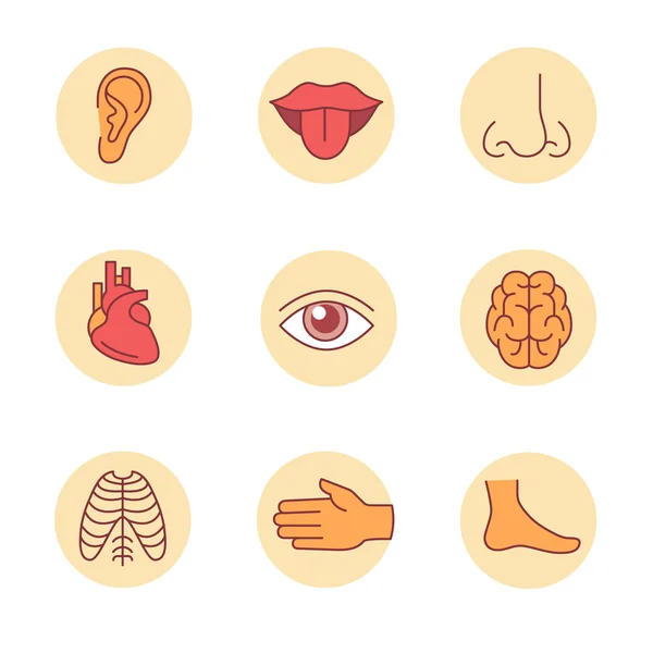 Iconos médicos, órganos humanos y partes del cuerpo — Vector de stock