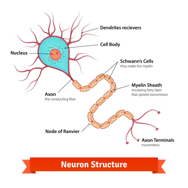 Hersenen neuron cel diagram — Stockvector