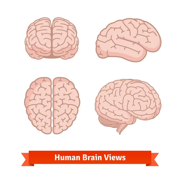 Vistas cerebrales humanas — Archivo Imágenes Vectoriales