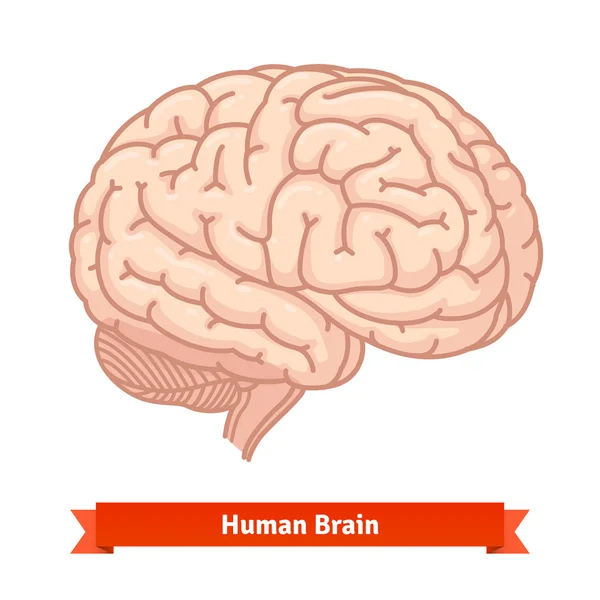 Menselijk brein. Driekwart weergave — Stockvector