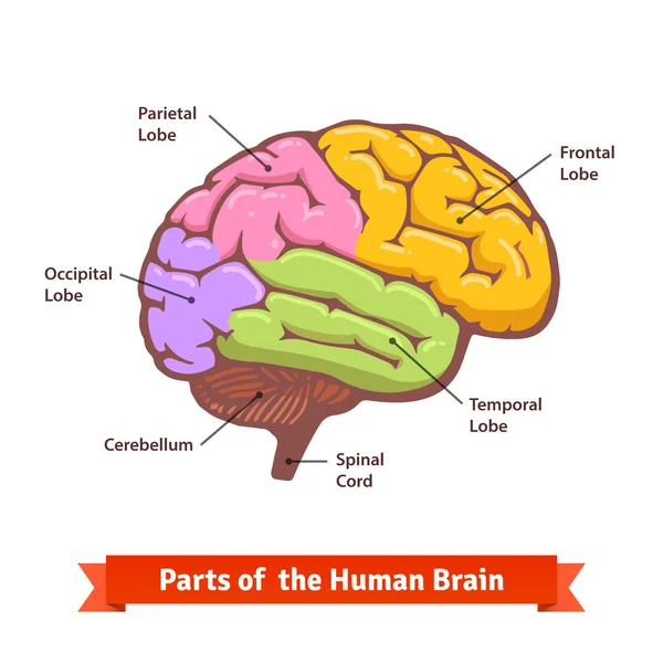 Diagrama cerebral humano coloreado y etiquetado — Vector de stock