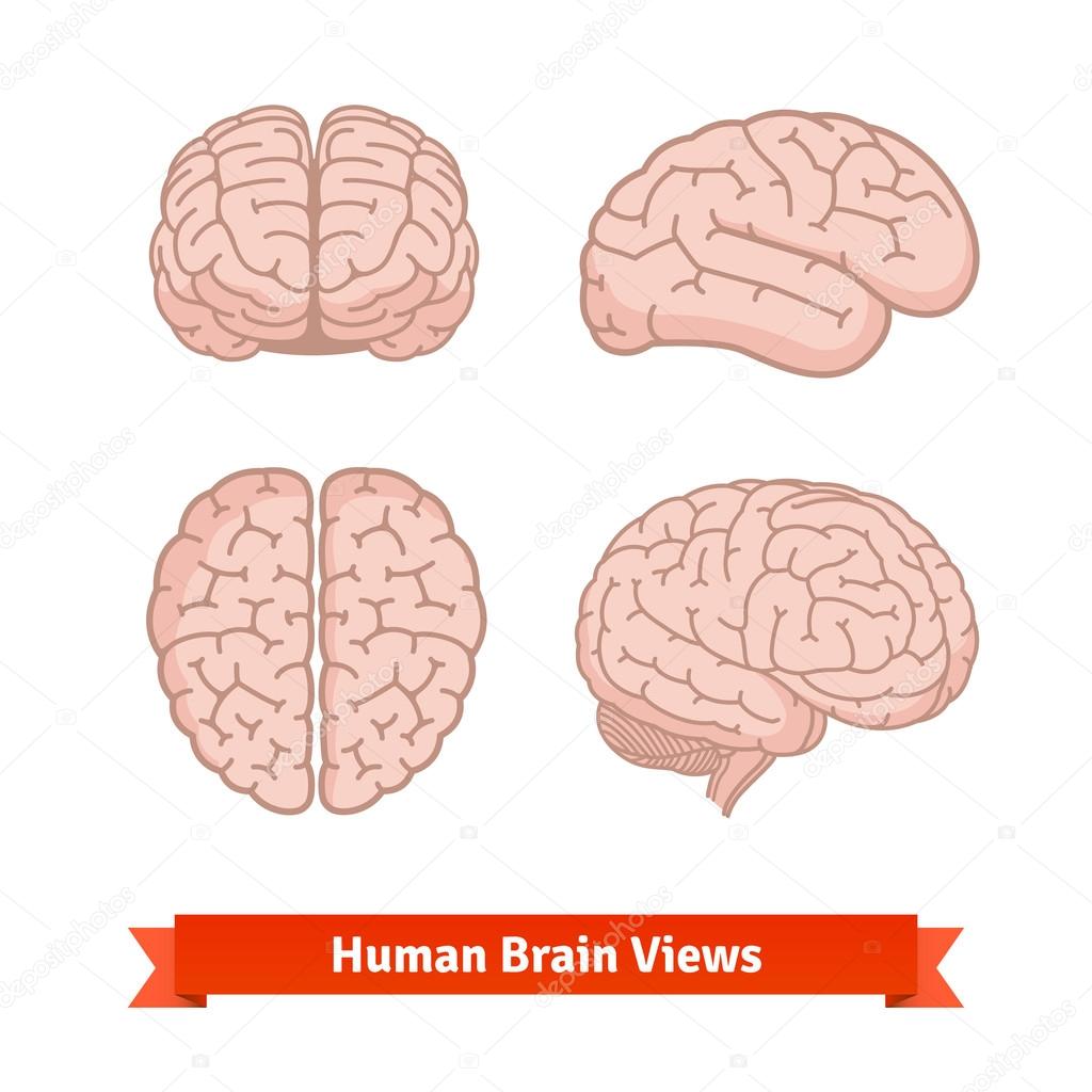 Human brain views