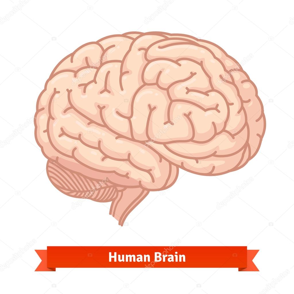 Human brain. Three-quarter view