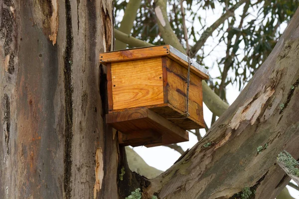 George Güney Afrika yakınlarındaki bir çiftlikteki ağaçta yabani arıları yakalamak için tasarlanmış bir kovan.