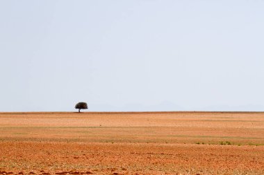 Peyzaj: Zebra Demiryolu yakınlarındaki yalnız ağaç tepesi Küçük Karoo Güney Afrika 'da ekilen buğdayları gösteriyor ama aşırı kuraklık sonucu büyüme yok