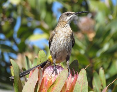 Botanik Bahçelerinde protea üzerinde Cape Sugarbird, George, Güney Afrika