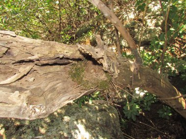 Cape Robin sohbet yuvası.