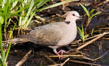 George Güney Afrika Botanik Bahçelerinde Afrikalı Yas Güvercini