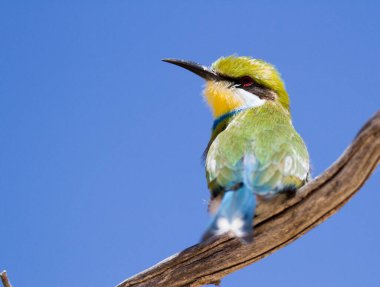 Kgalagadi Sınır Ötesi Ulusal Parkı, Kalahari, Güney Afrika: Kırlangıç kuyruklu arı yiyici