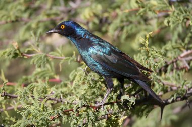 Kgalagadi Sınır Ötesi Ulusal Parkı, Kalahari, Güney Afrika: Cape parlak sığırcık