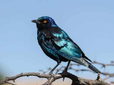 Kgalagadi Sınır Ötesi Ulusal Parkı, Kalahari, Güney Afrika: Cape parlak sığırcık