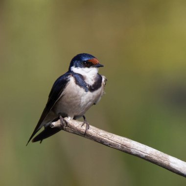 Marievale Kuş Sığınağı, Güney Afrika: Beyaz Boğaz Kırlangıcı - Hirundo albiguralis