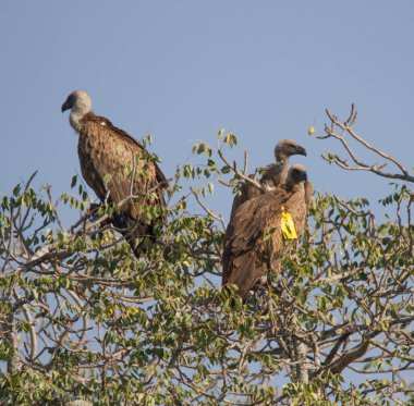 Kruger Ulusal Parkı, Güney Afrika: