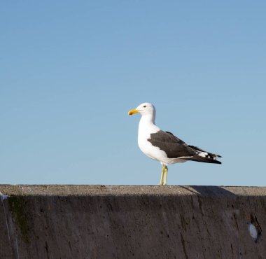 Martı St. Francis Körfezi Limanı Güney Afrika 'da