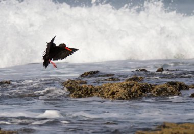 Jeffreys Körfezi kıyısında, Güney Afrika 'da Supertube' da bulunan Afrikalı Siyah Oystercatcher (Haemotpus moquini).