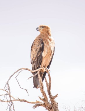 Kgalagadi Sınır Ötesi Ulusal Parkı, Kaslahari, Güney Afrika: Tawny Eagle