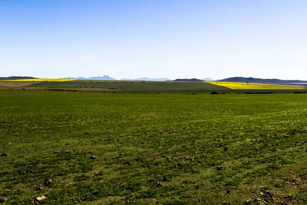 Canola Pšeničná Pole Blízkosti George Jižní Africe — Stock fotografie