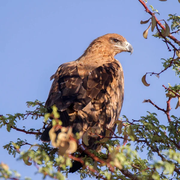 Kgalagadi Sınır Ötesi Ulusal Parkı Kalahari Güney Afrika Tawny Kartal — Stok fotoğraf