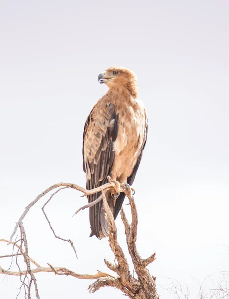 Kgalagadi Διασυνοριακό Εθνικό Πάρκο Καλαχάρι Νότια Αφρική Tawny Eagle Ένα — Φωτογραφία Αρχείου