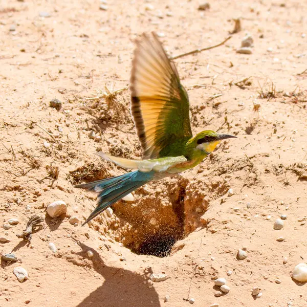 Parc National Transfrontalier Kgalagadi Kalahari Afrique Sud Mangeur Abeilles Queue — Photo