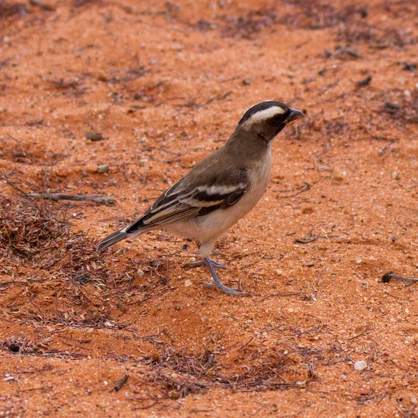 Kgalagadi Transfrontier National Park Kalahari Afrika Selatan Sparrow Weaver Beralis — Stok Foto