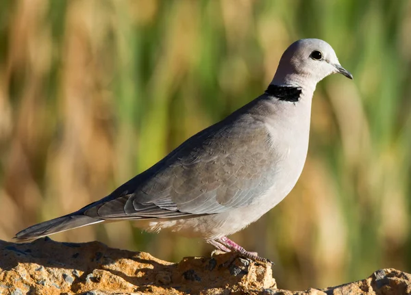 Kgalagadi Transborder National Park Kalahari África Sul Cape Turtle Dove — Fotografia de Stock