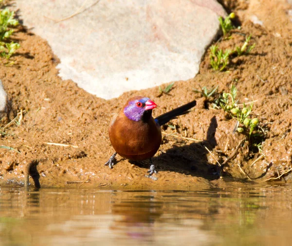 Taman Nasional Transfrontier Kgalagadi Kalahari Afrika Selatan Pria Bertelinga Violet — Stok Foto