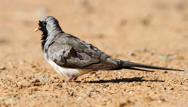 Kgalagadi Transfrontier National Park Kalahari South Africa Male Namaqua Dove — 스톡 사진