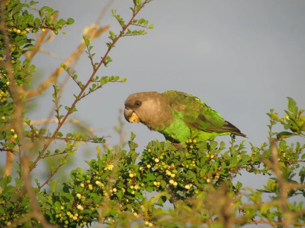 Kruger National Park África Sul Papagaio Cabeça Castanha Alimentando Frutas — Fotografia de Stock