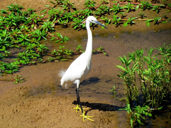 Kruger National Park África Sul Little Egret — Fotografia de Stock