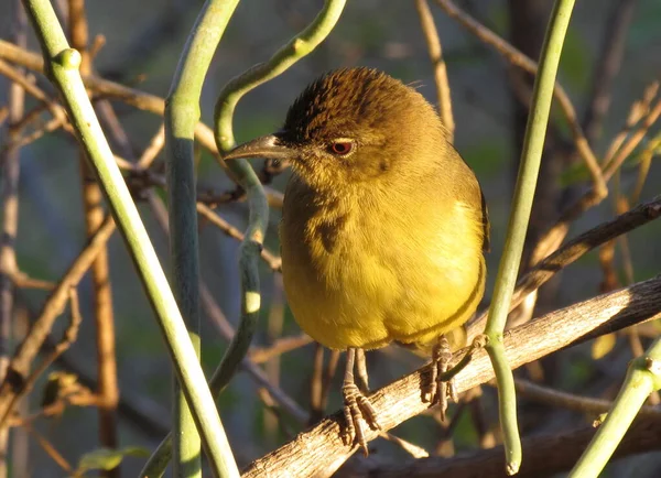 Kruger National Park Afrika Selatan Greenbul Berperut Kuning — Stok Foto