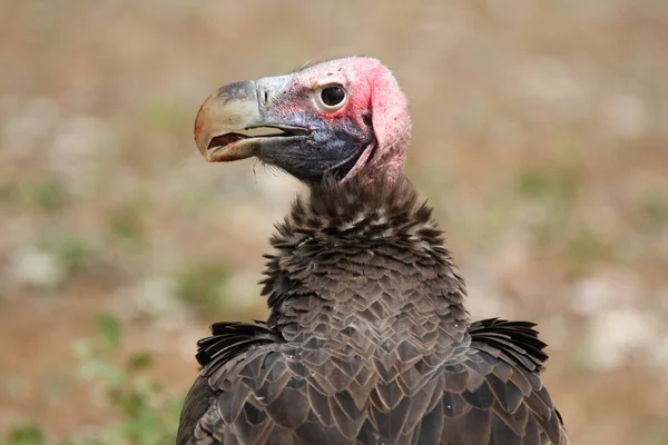 Kruger National Park Sud Africa Avvoltoio Dalla Faccia Lenta — Foto Stock
