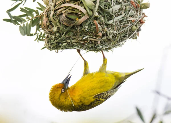 Cape Weaver Bâtiment Nid — Photo