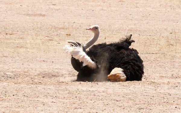 Kgalagadi Transfrontier National Park Kaslahari South Africa Ostrich Sandbathing — Stock Photo, Image
