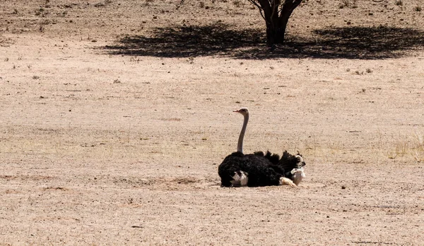 Kgalagadi Transfrontier National Park Kalahari Zuid Afrika Struisvogel — Stockfoto